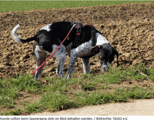 Tödliche Lockmittel Giftköder:Gefahren vorbeugen, im Ernstfall richtig reagieren