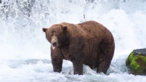 Das ist der dickste Bär der Welt