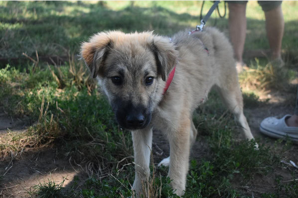 Tier der Woche 18 Screenshot 2025 11 01 062900