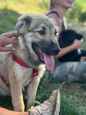 Tier der Woche 16 Screenshot 2025 11 01 062922